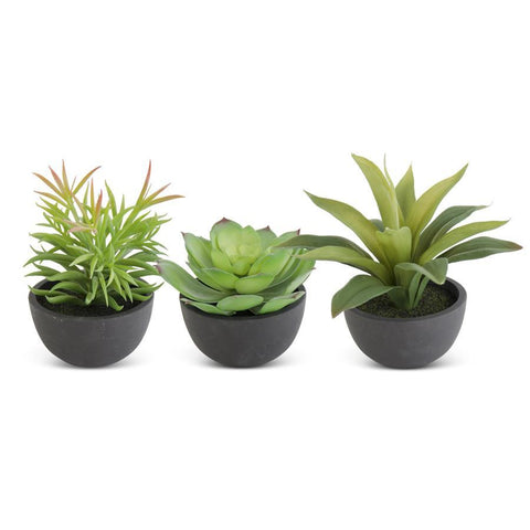 4.25 Inch Assorted Succulent in Black Pot