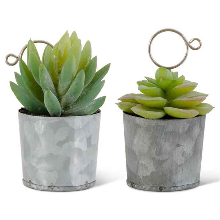 Assorted Succulent in Tin Pot Place Card Holders