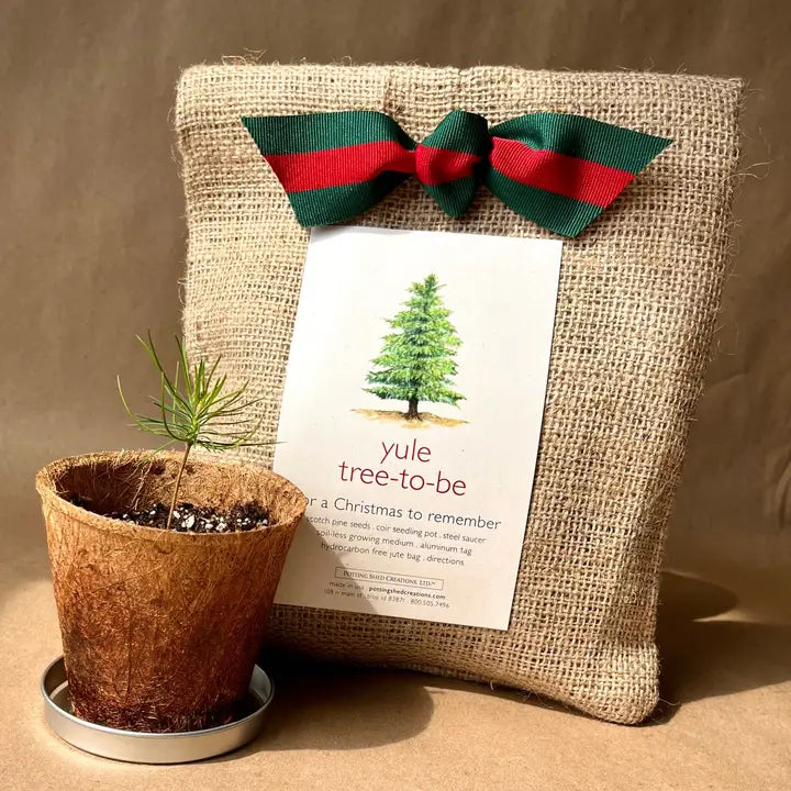 Christmas Tree To Be