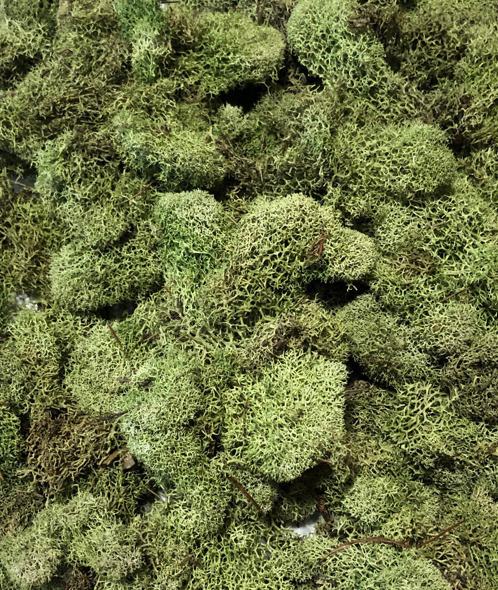 Reindeer Moss - Lt Green