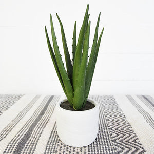 Aloe Plant in White Pot