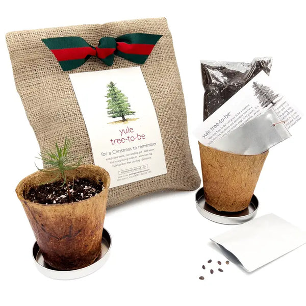 Christmas Tree To Be